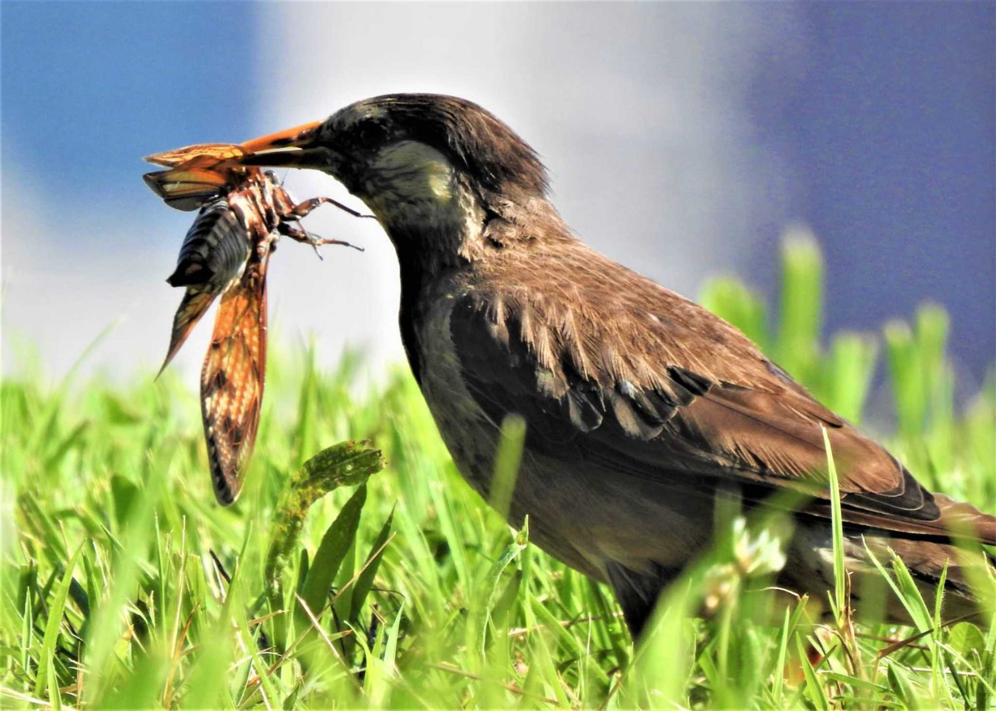 Photo of White-cheeked Starling at 荒川河川敷 by まつげ