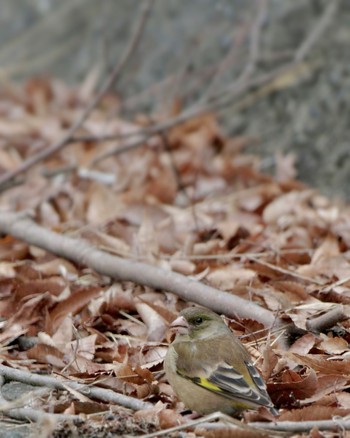 Grey-capped Greenfinch 菱山深沢林道 Sat, 3/23/2024