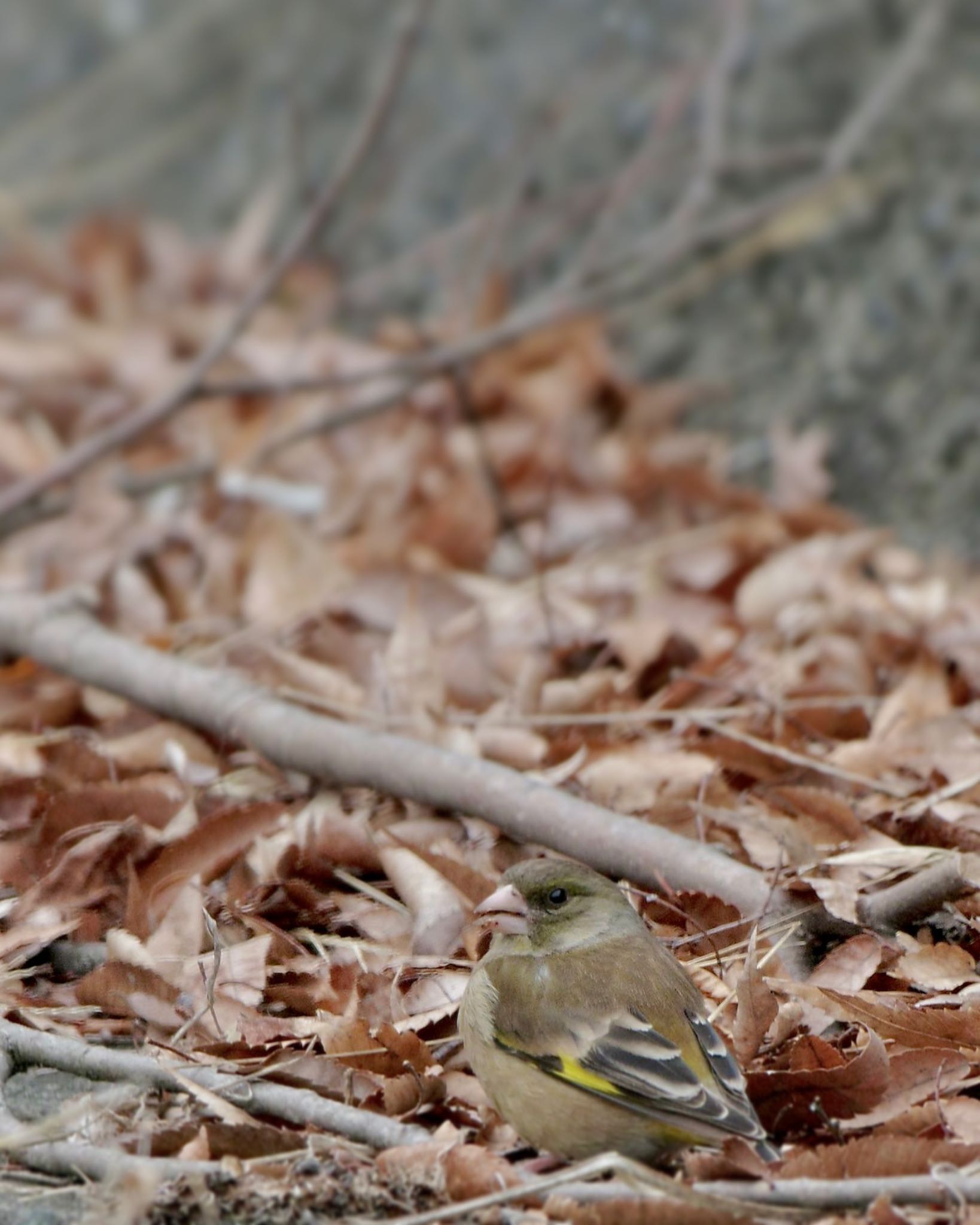 Photo of Grey-capped Greenfinch at 菱山深沢林道 by 關本 英樹