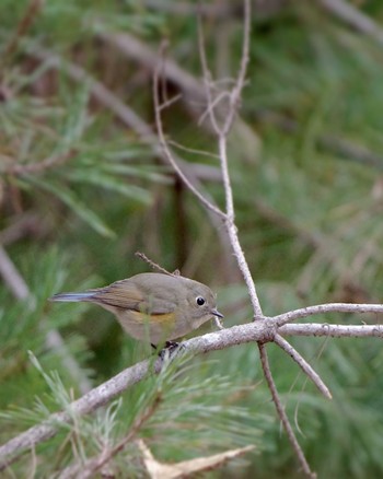 Red-flanked Bluetail 菱山深沢林道 Sat, 3/23/2024