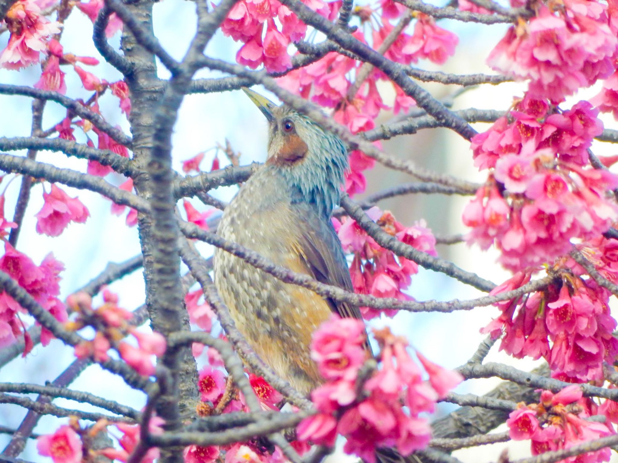 Photo of Brown-eared Bulbul at 柏尾川 by HIKARI  ξ(｡◕ˇ◊ˇ◕｡)ξ