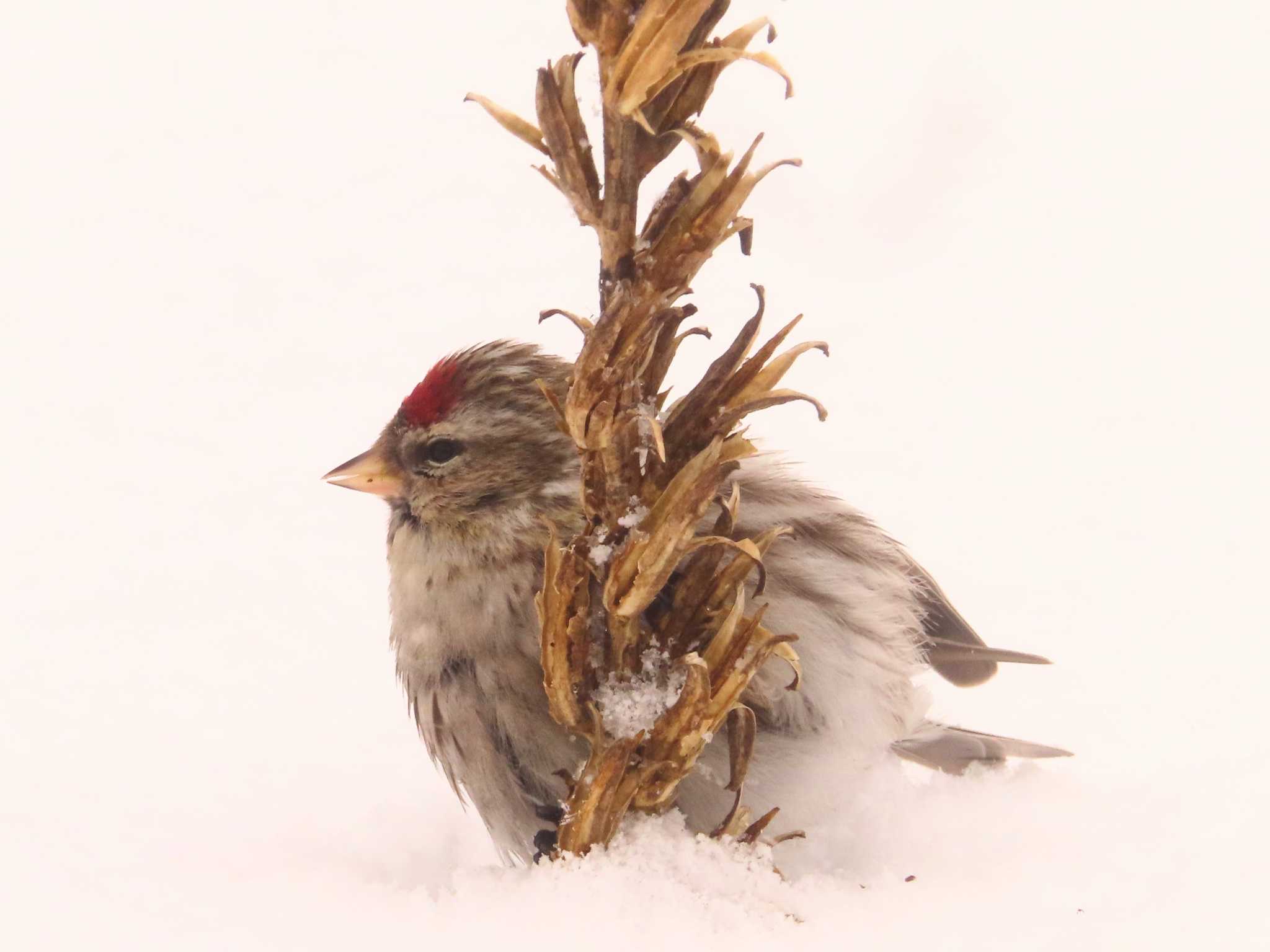 Photo of Common Redpoll at Makomanai Park by ゆ