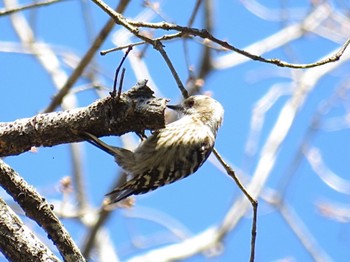 Japanese Pygmy Woodpecker 狭山丘陵 Thu, 3/21/2024