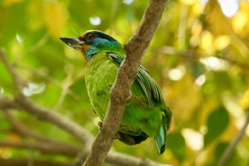 Taiwan Barbet 台北植物園 Mon, 3/4/2024