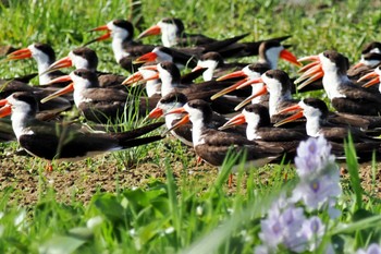 African Skimmer