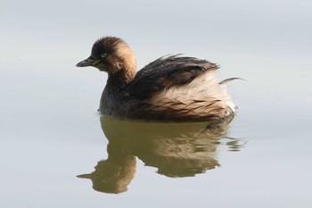 Little Grebe Akashi Park Sun, 2/11/2024