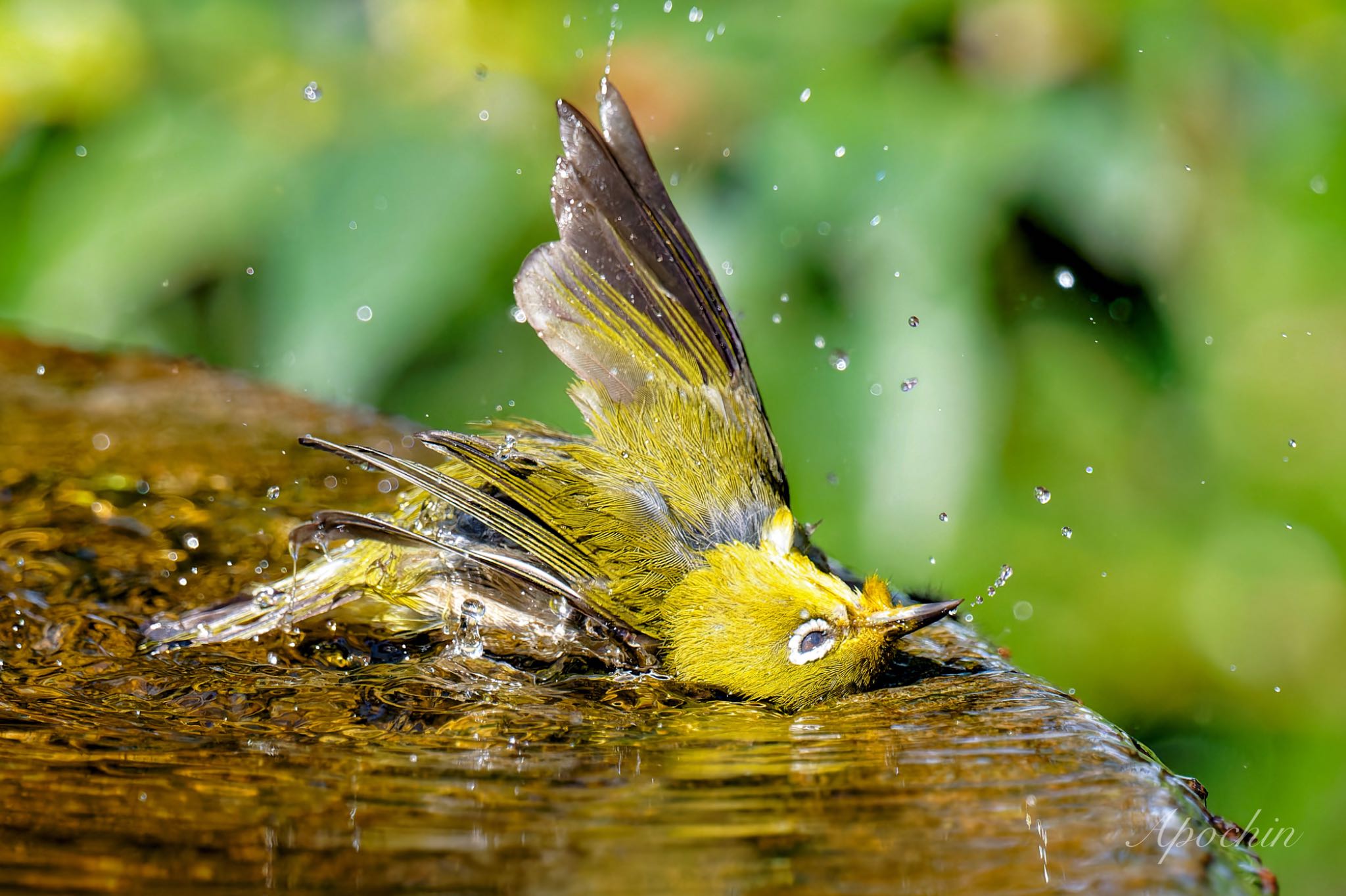 Warbling White-eye