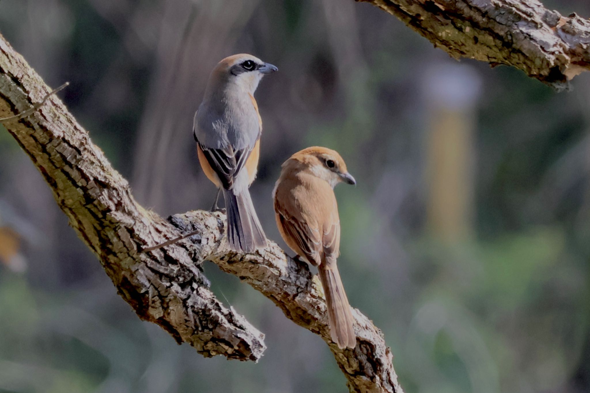 Photo of Bull-headed Shrike at Kitamoto Nature Observation Park by カバ山PE太郎