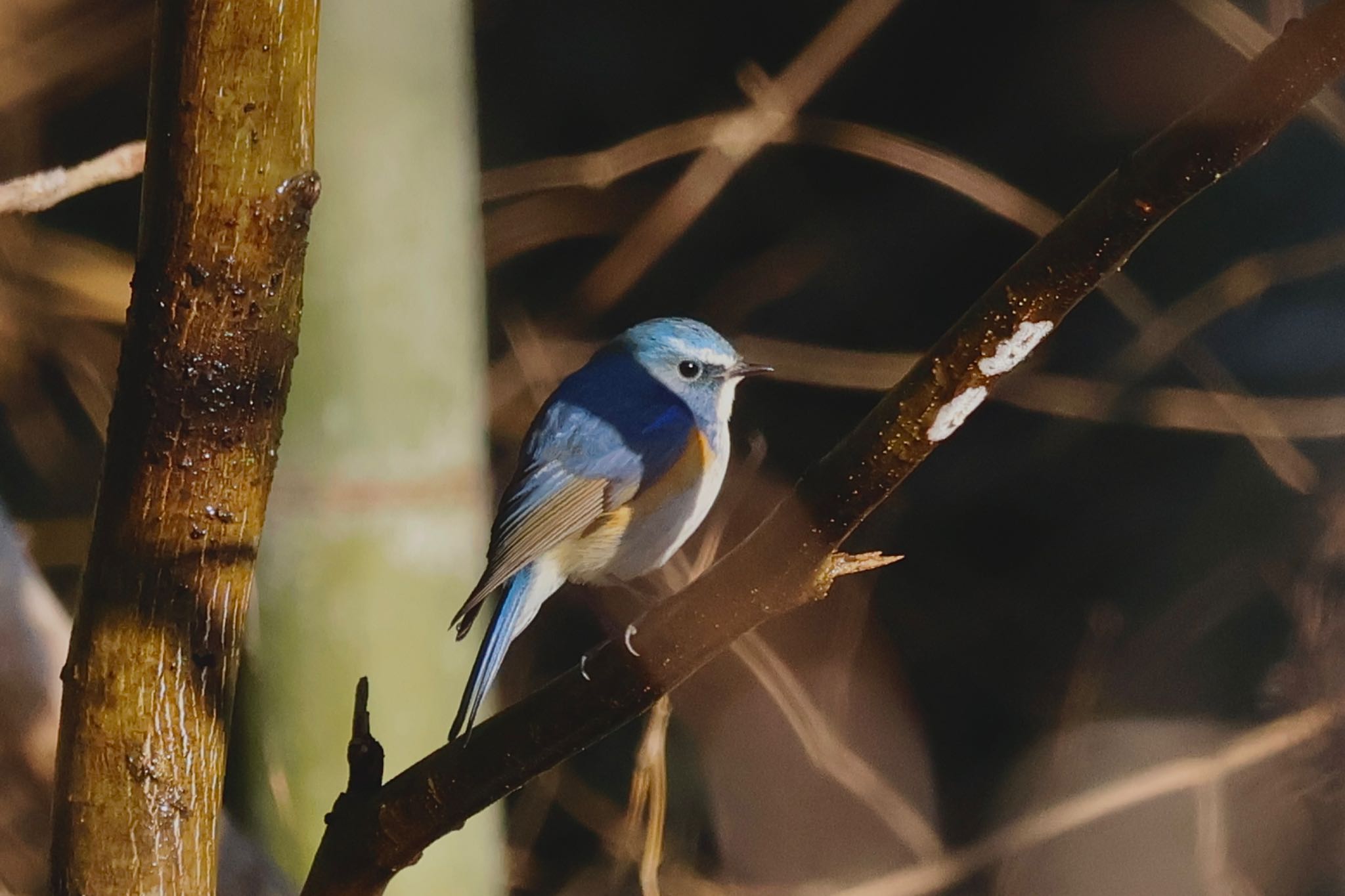 Photo of Red-flanked Bluetail at Kitamoto Nature Observation Park by カバ山PE太郎