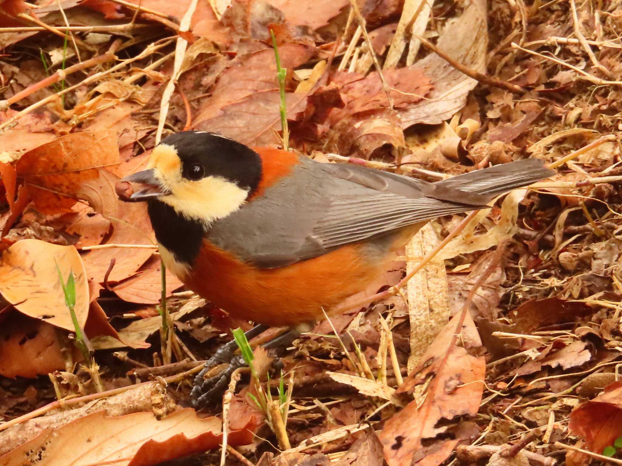 Varied Tit