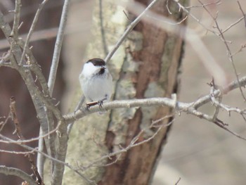 コガラ 蔵王野鳥の森自然観察センター 2024年3月17日(日)