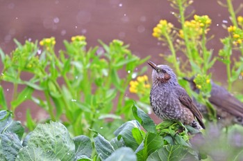 Brown-eared Bulbul 近所の畑 Sat, 3/23/2024