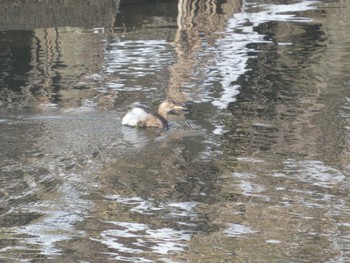 Little Grebe 創成川緑地(札幌) Thu, 2/1/2024