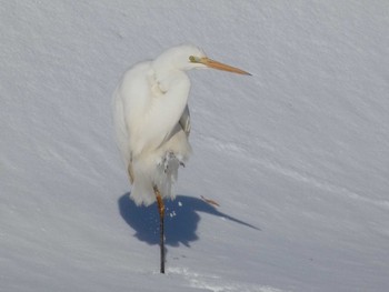 Great Egret 創成川緑地(札幌) Thu, 2/1/2024