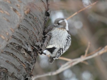 Japanese Pygmy Woodpecker(seebohmi) 札幌市北区 Wed, 1/31/2024