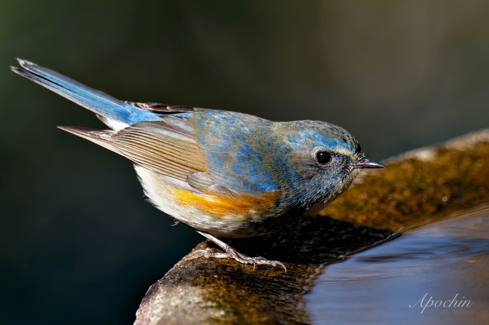 Red-flanked Bluetail