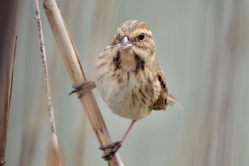 Common Reed Bunting 大府市 Tue, 3/19/2024