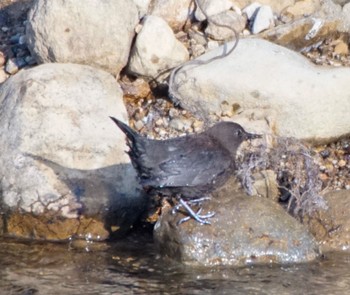 Brown Dipper Makomanai Park Sat, 3/23/2024