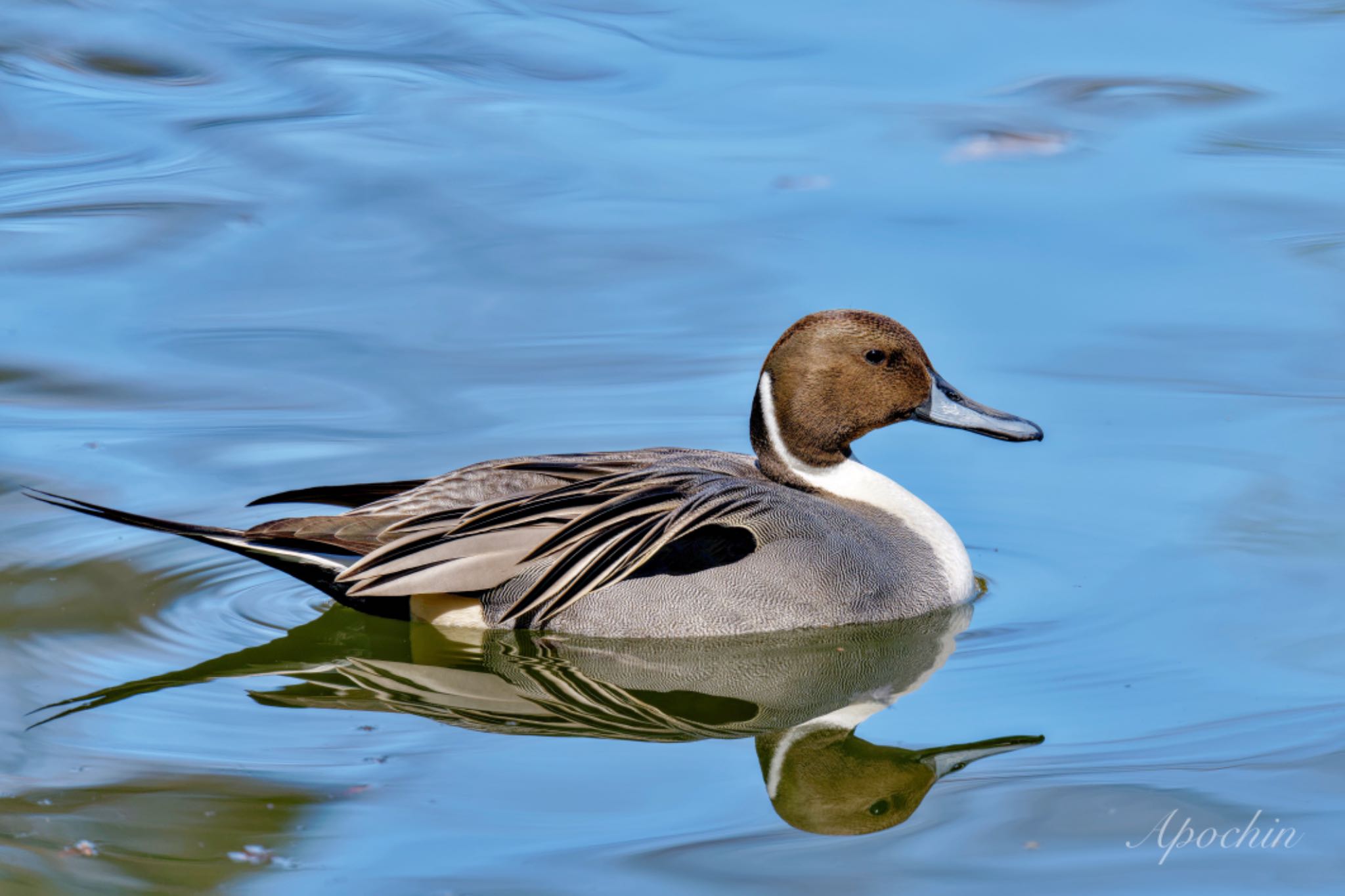 Northern Pintail