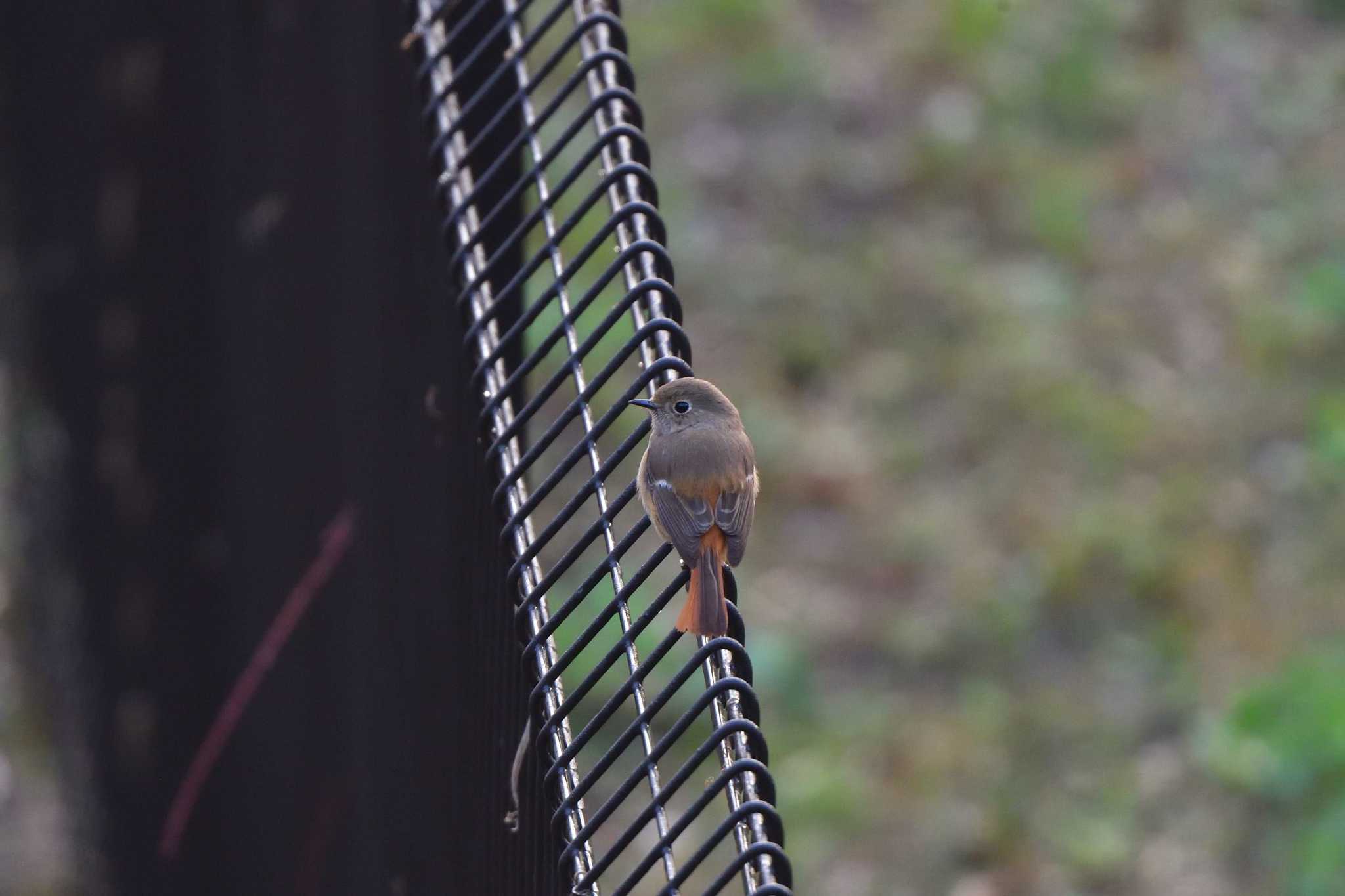 Daurian Redstart