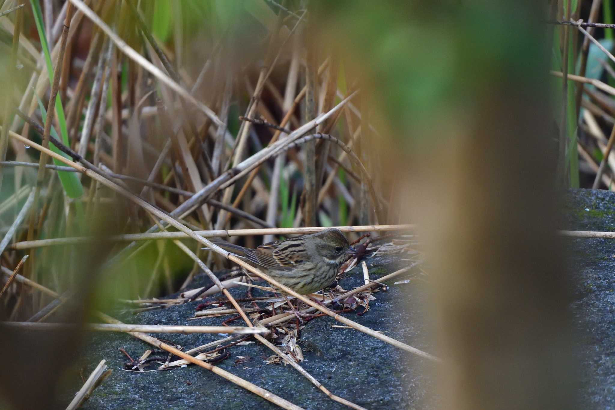 Photo of Masked Bunting at Nagahama Park by やなさん