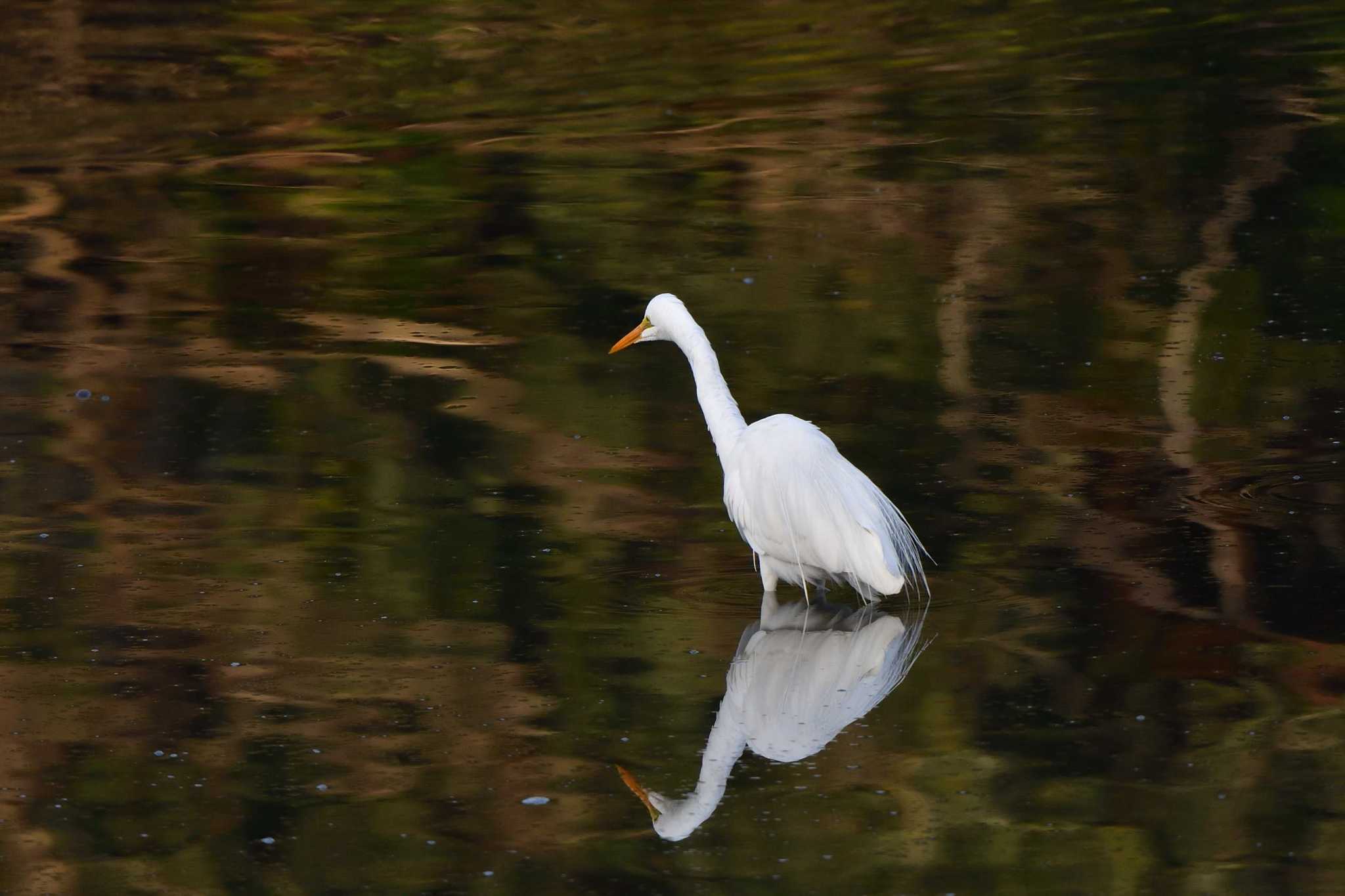 Great Egret