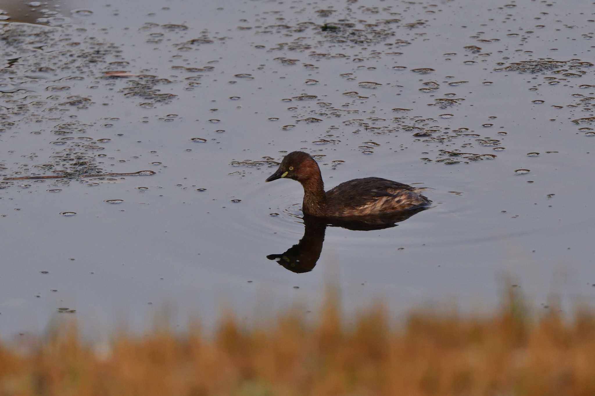 Photo of Little Grebe at Nagahama Park by やなさん