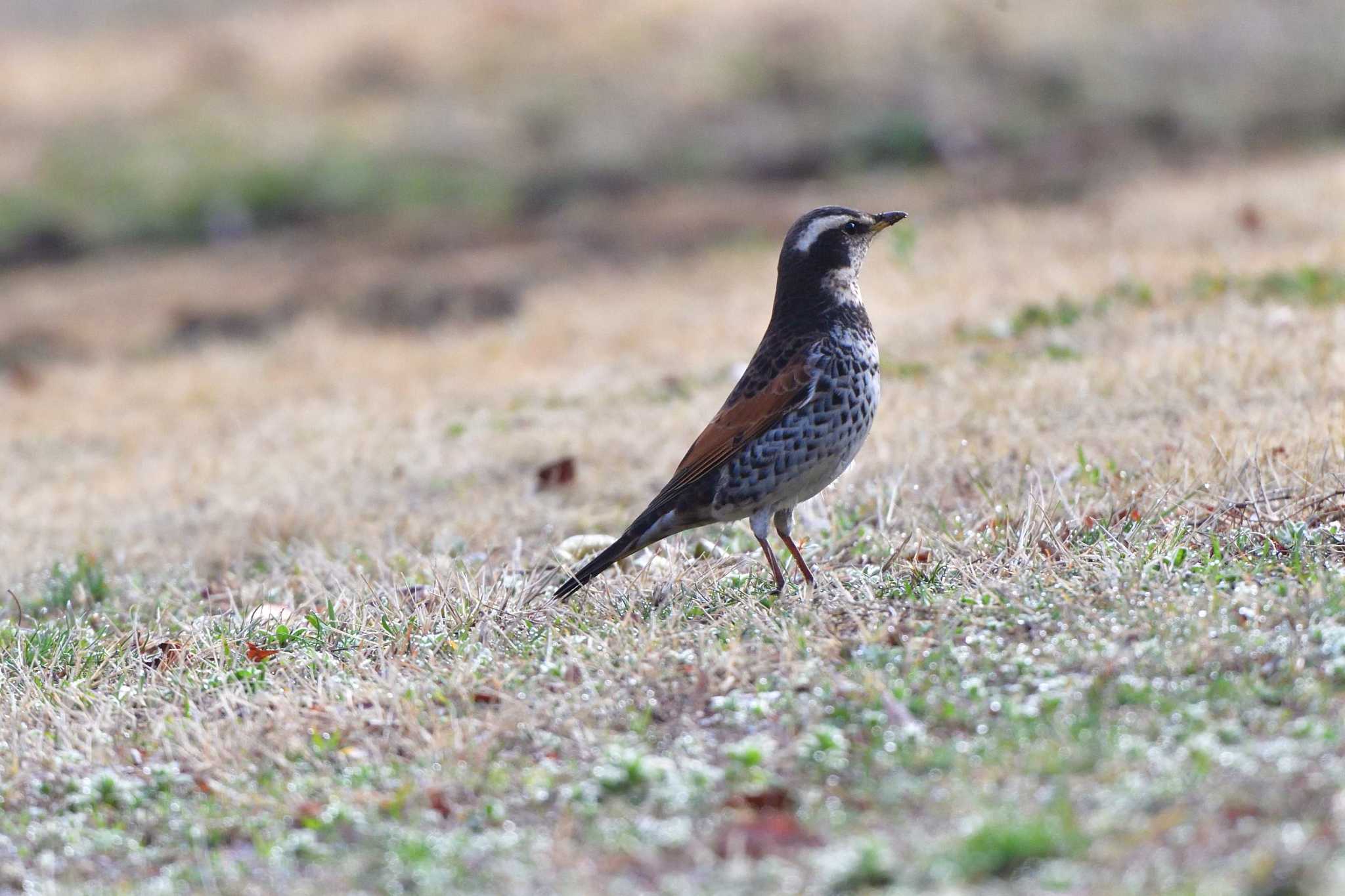 Photo of Dusky Thrush at Nagahama Park by やなさん