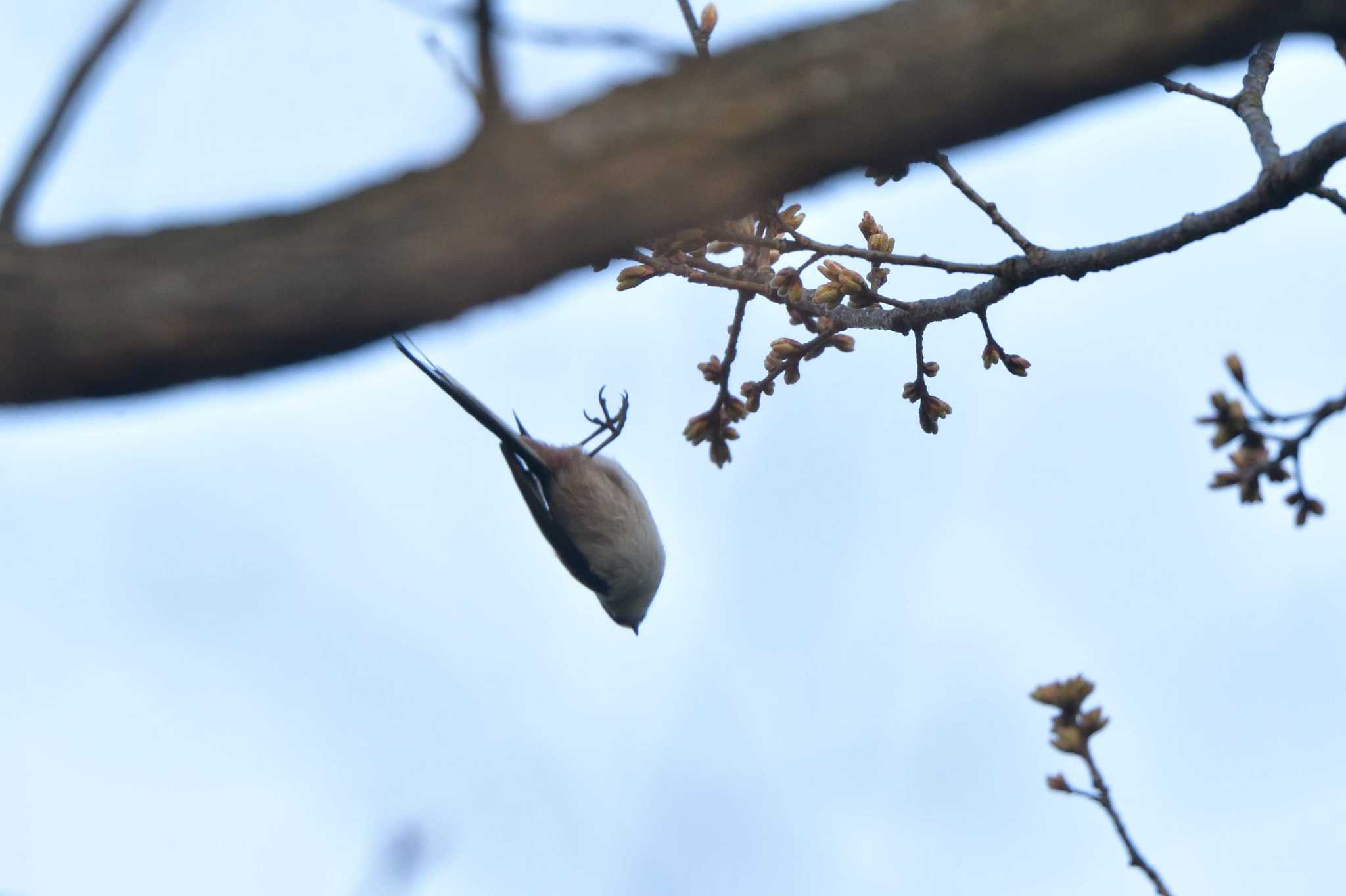 Long-tailed Tit