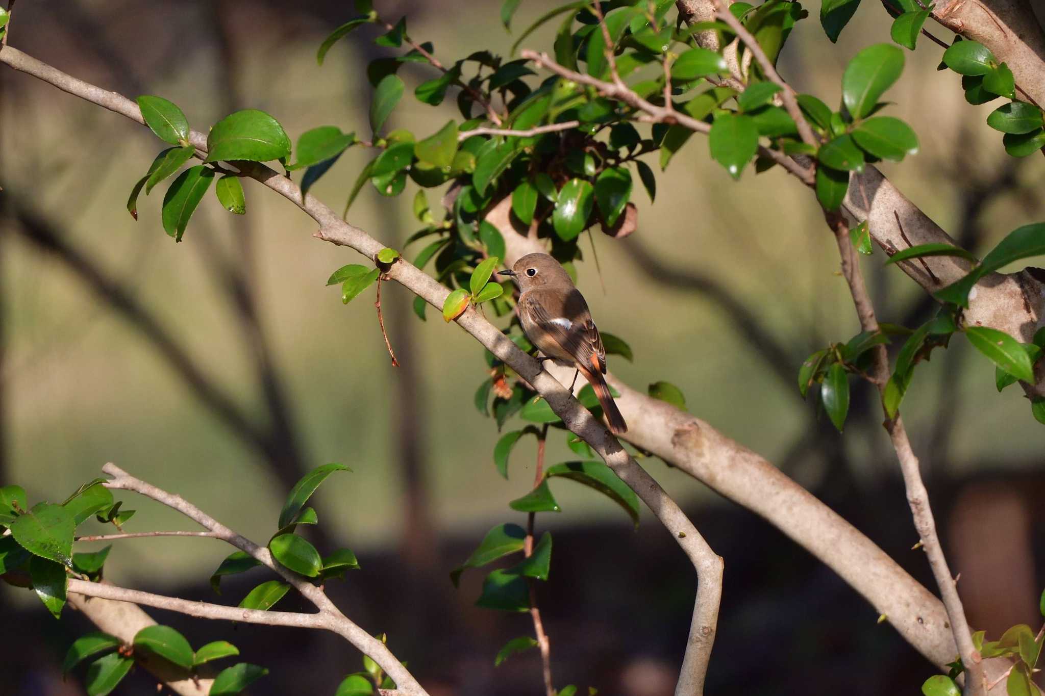 Daurian Redstart