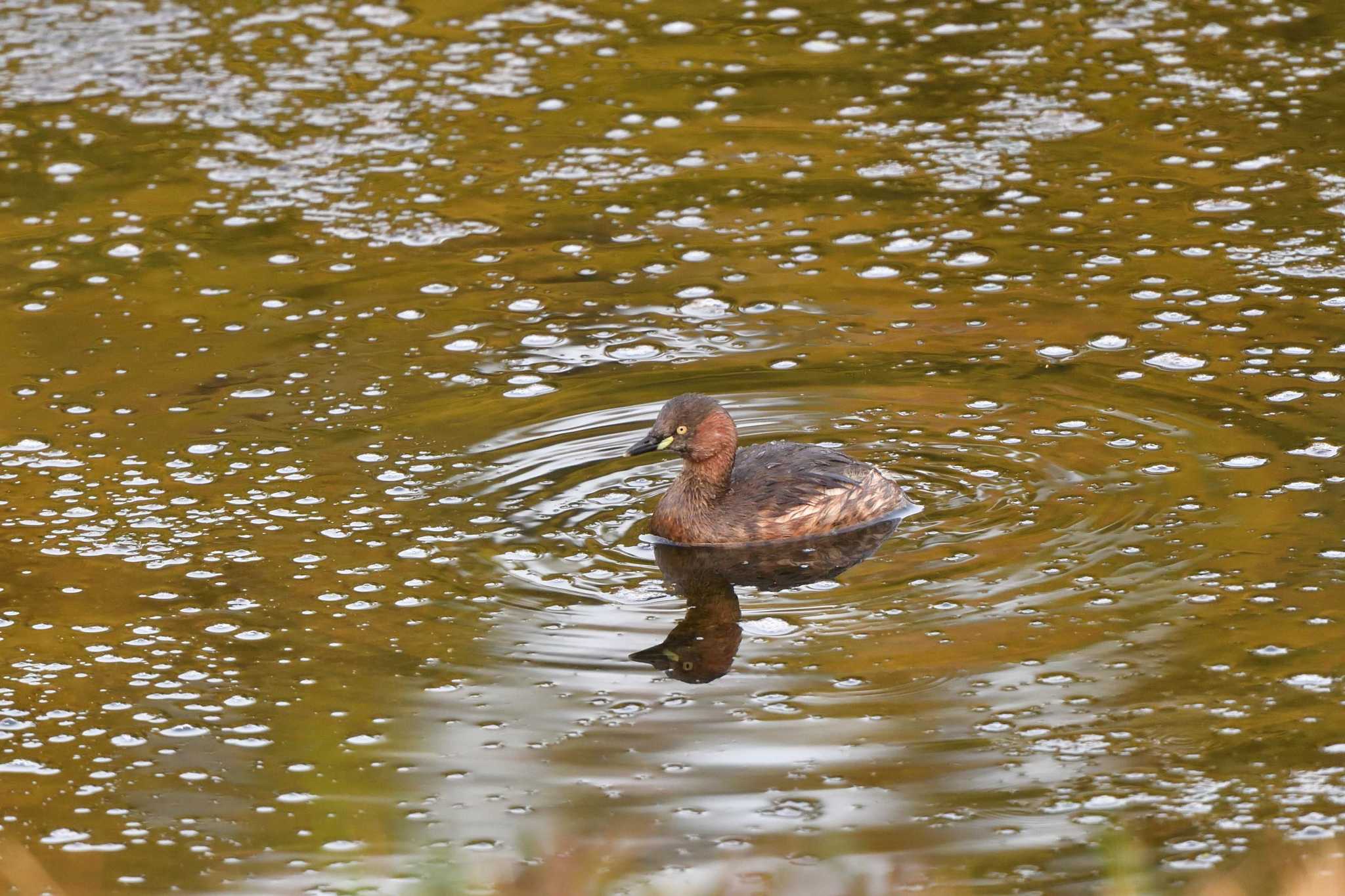 Little Grebe