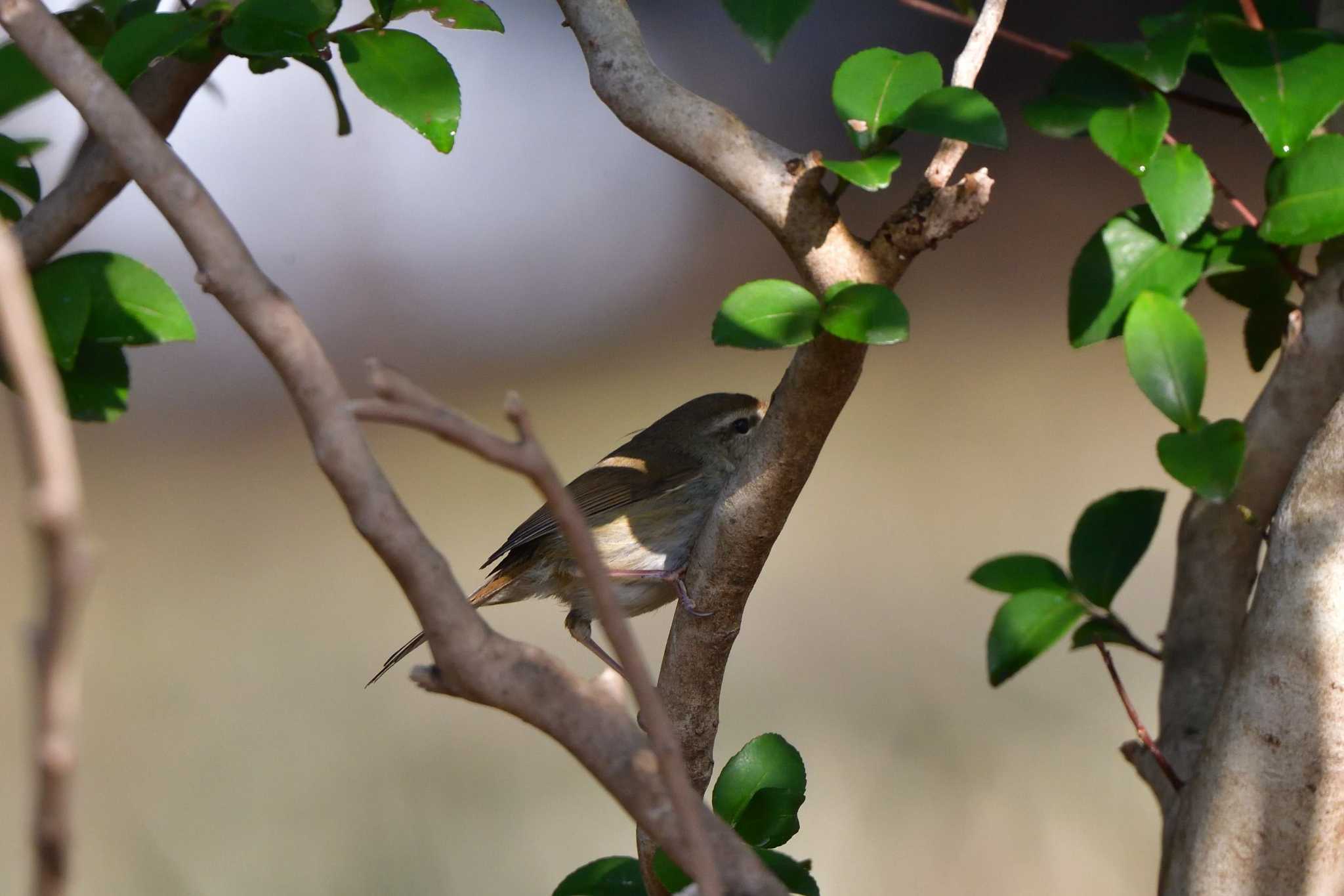 Japanese Bush Warbler