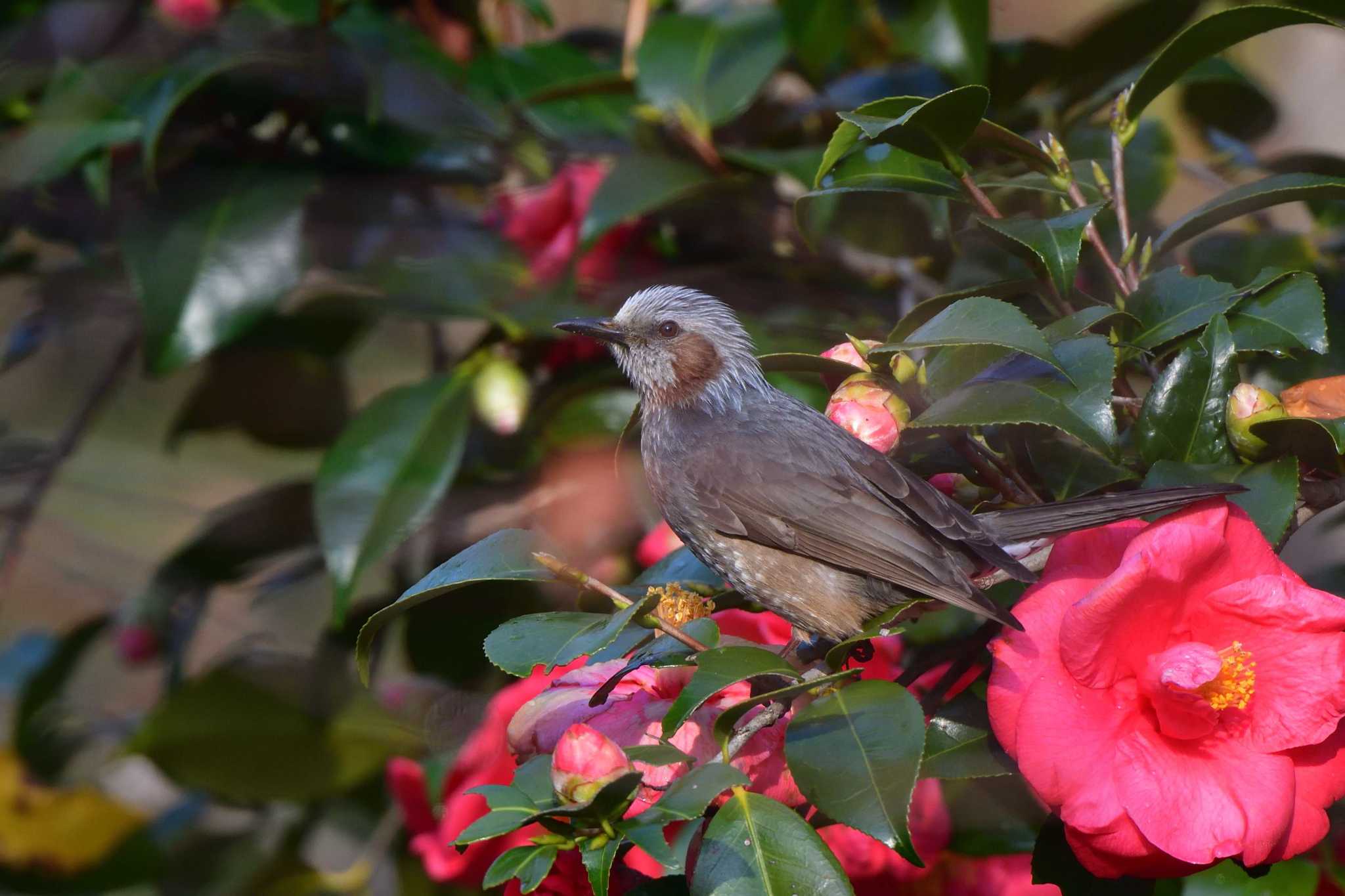 Brown-eared Bulbul