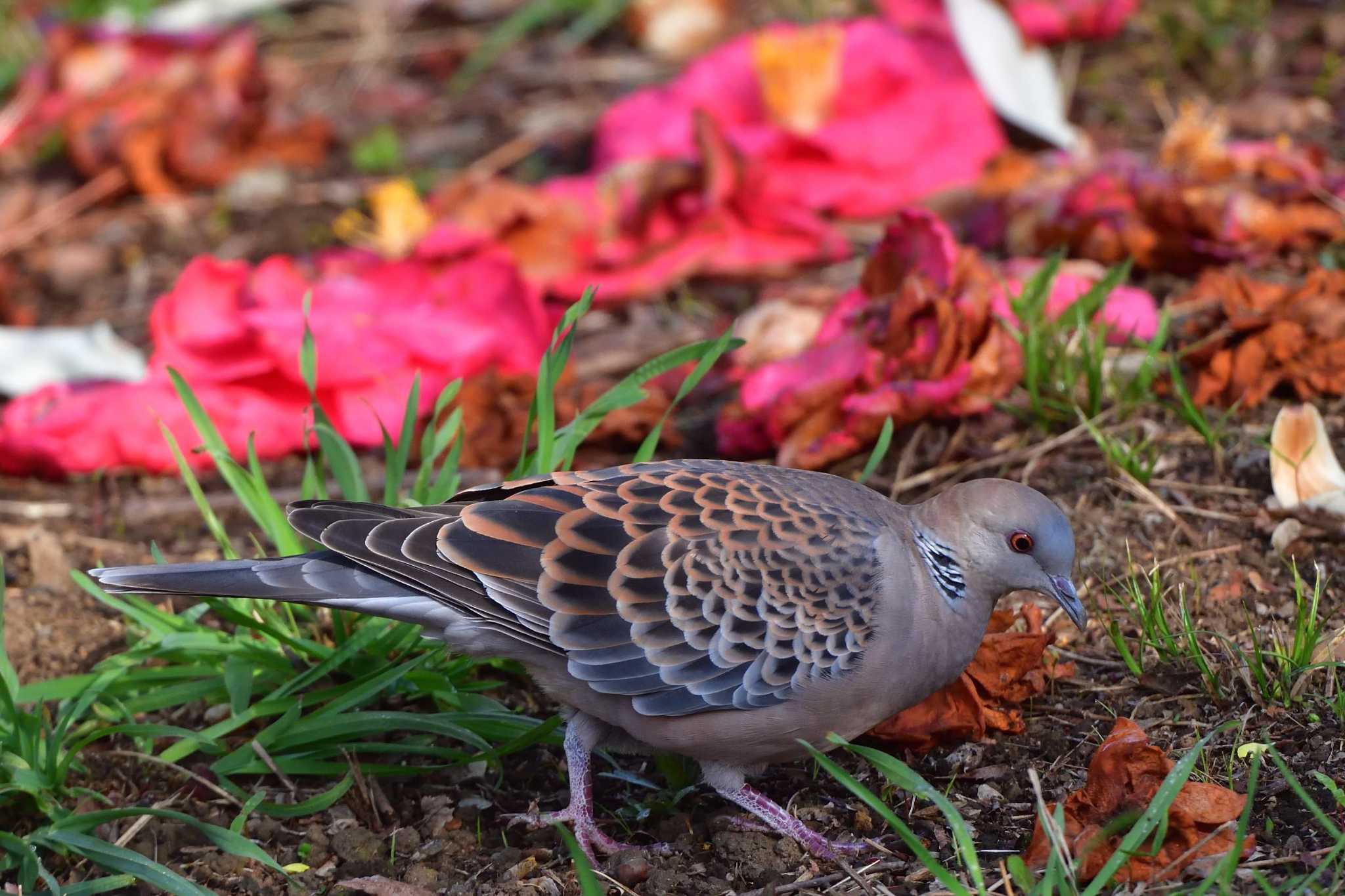 Photo of Oriental Turtle Dove at Nagahama Park by やなさん