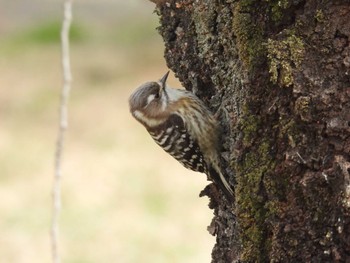 Japanese Pygmy Woodpecker 入間川 Tue, 3/19/2024