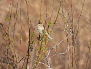 Common Reed Bunting 入間川 Thu, 3/14/2024