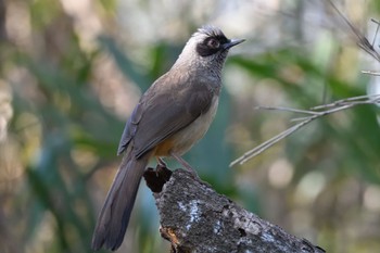 2024年3月20日(水) 多摩川の野鳥観察記録