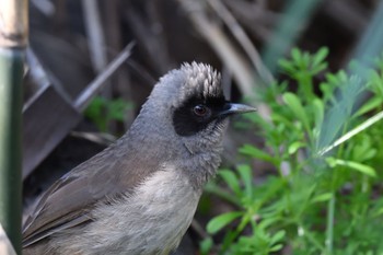 Masked Laughingthrush 多摩川 Wed, 3/20/2024