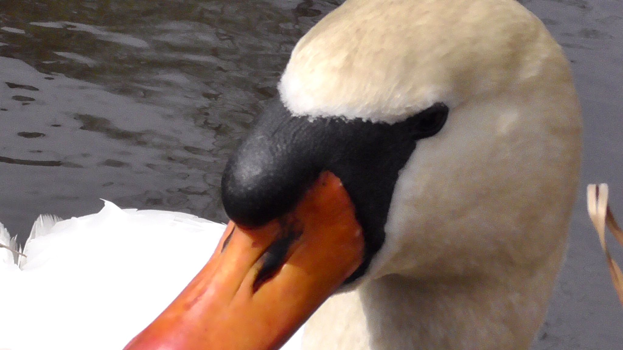 Mute Swan