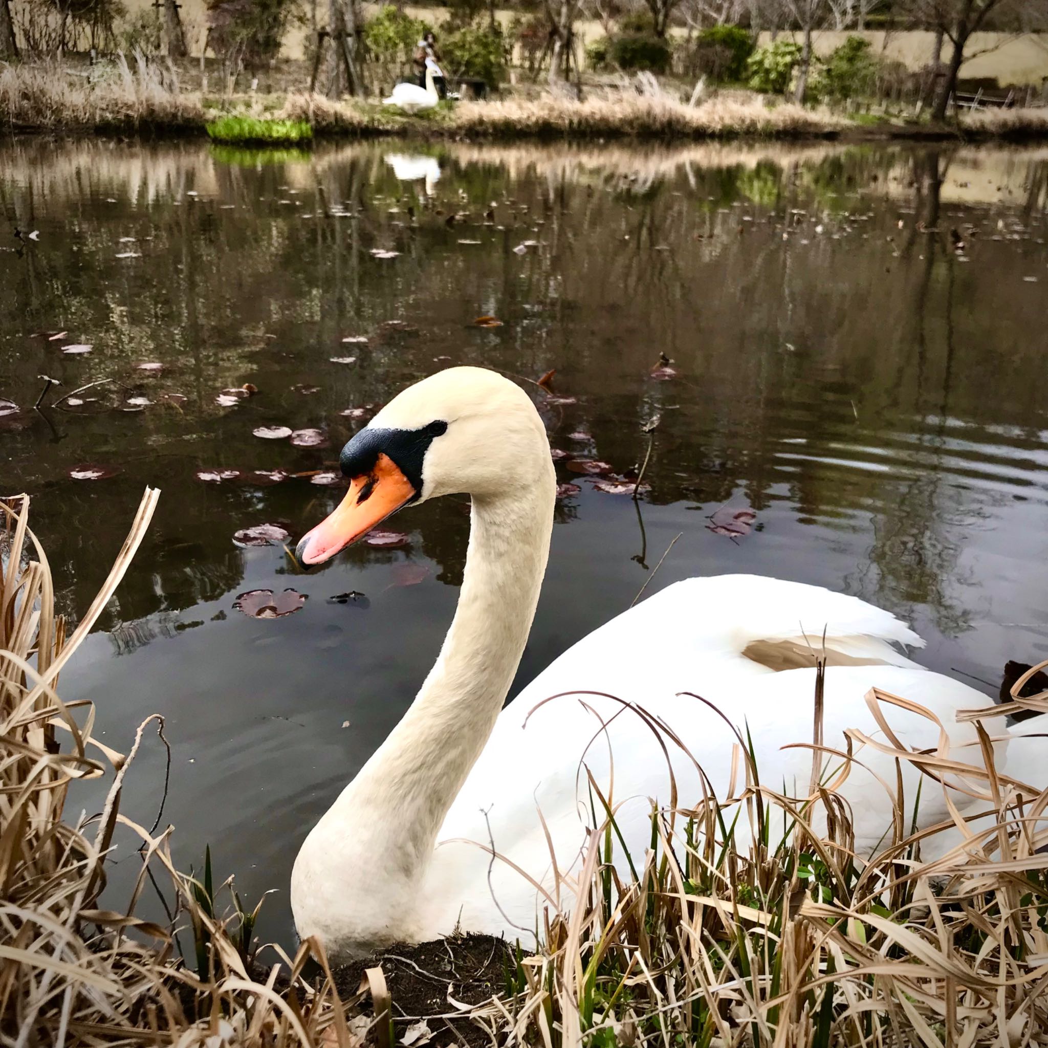 Mute Swan