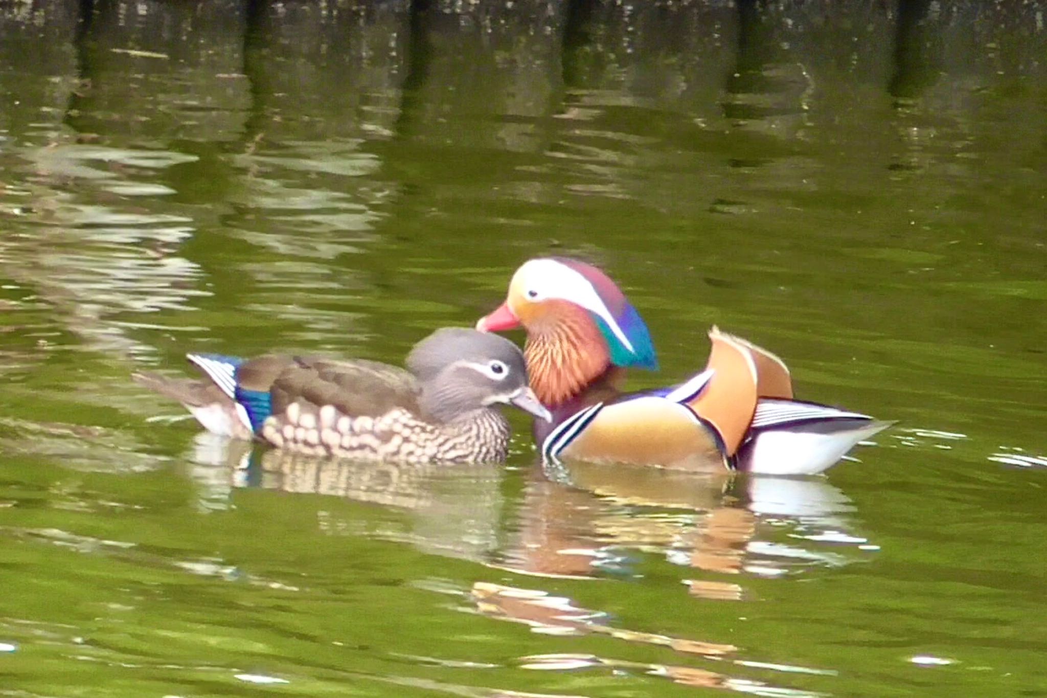 Mandarin Duck