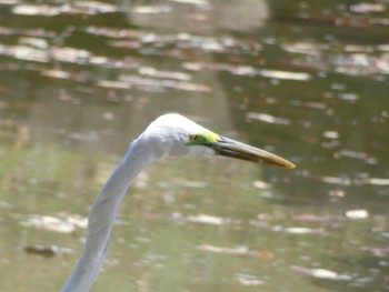 チュウダイサギ 奈良公園 2023年4月4日(火)