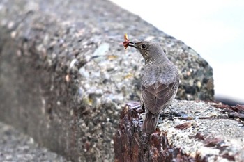 Blue Rock Thrush 清水漁港 Sun, 3/17/2024