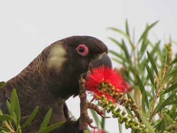 Carnaby's Black Cockatoo オーストラリア・パース周辺 Tue, 10/23/2012