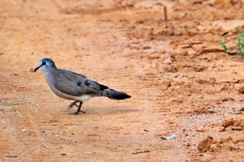 Black-billed Wood Dove