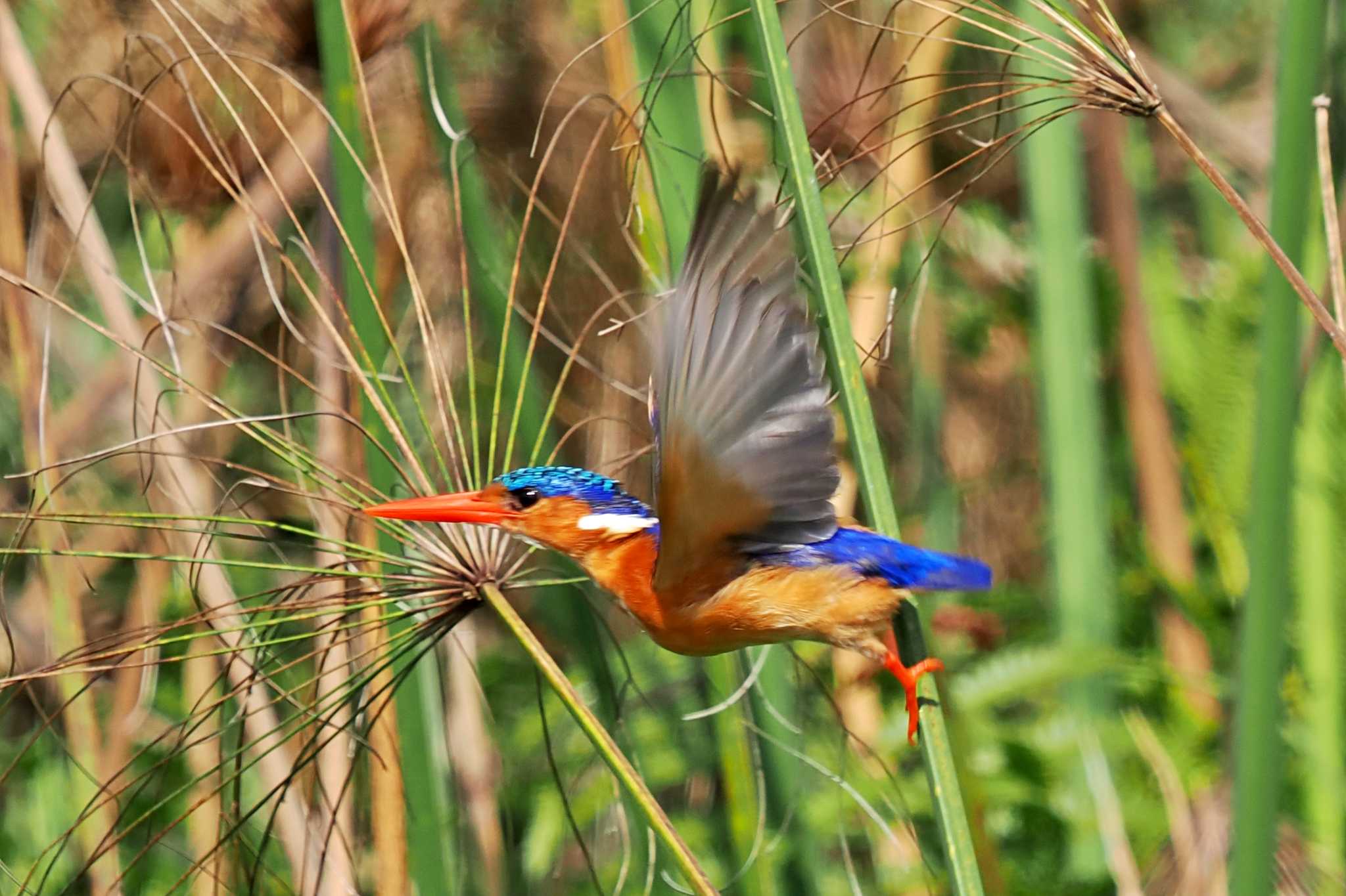 Photo of Malachite Kingfisher at ウガンダ by 藤原奏冥