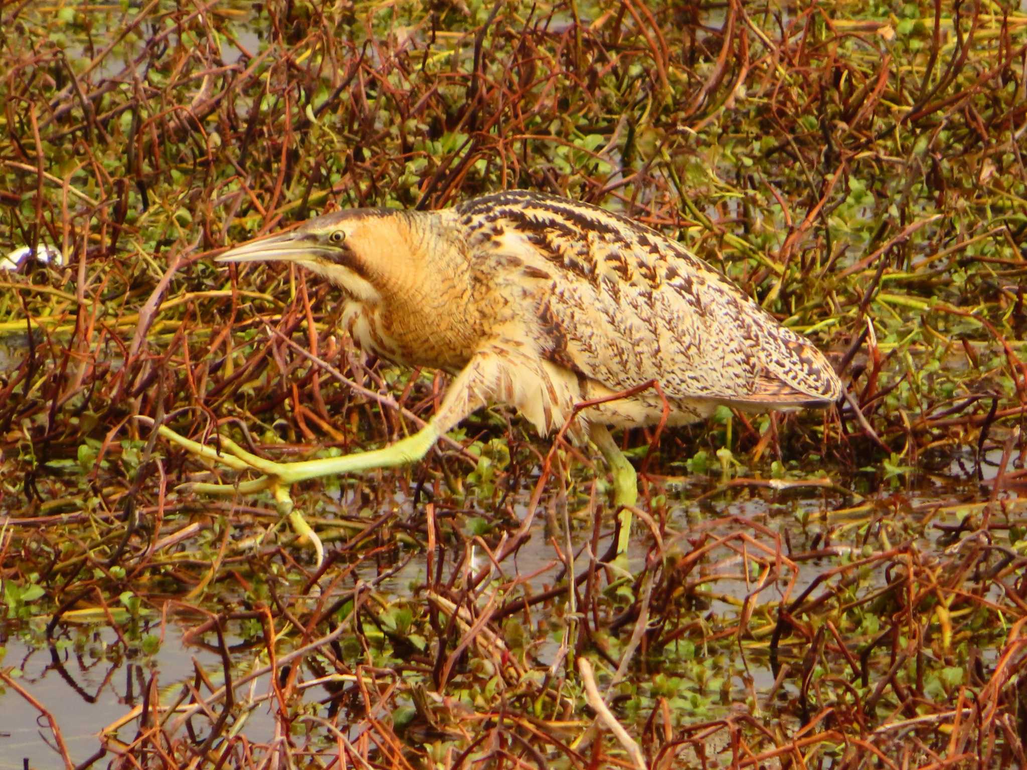 Eurasian Bittern