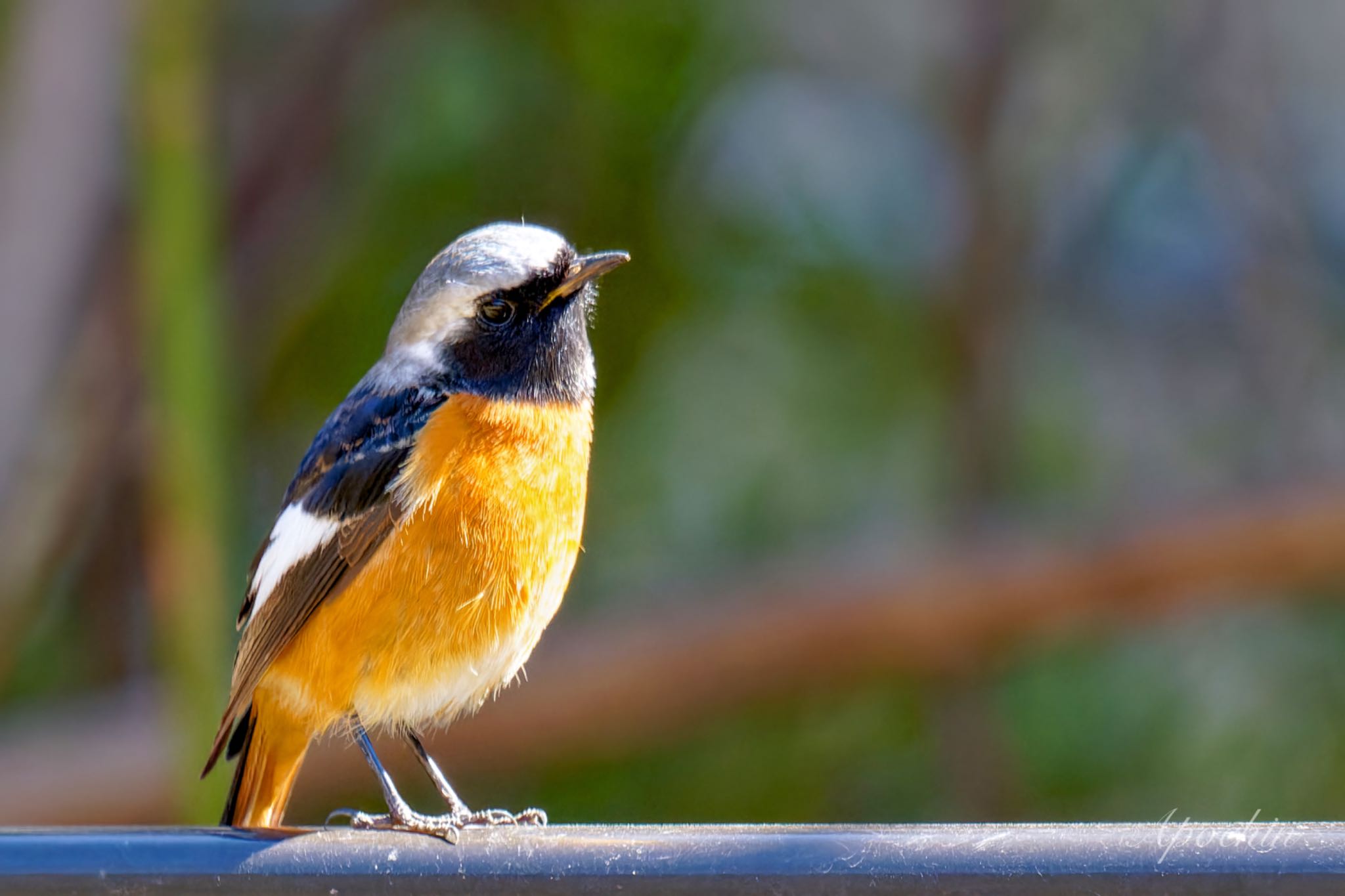 Photo of Daurian Redstart at 善福寺公園 by アポちん