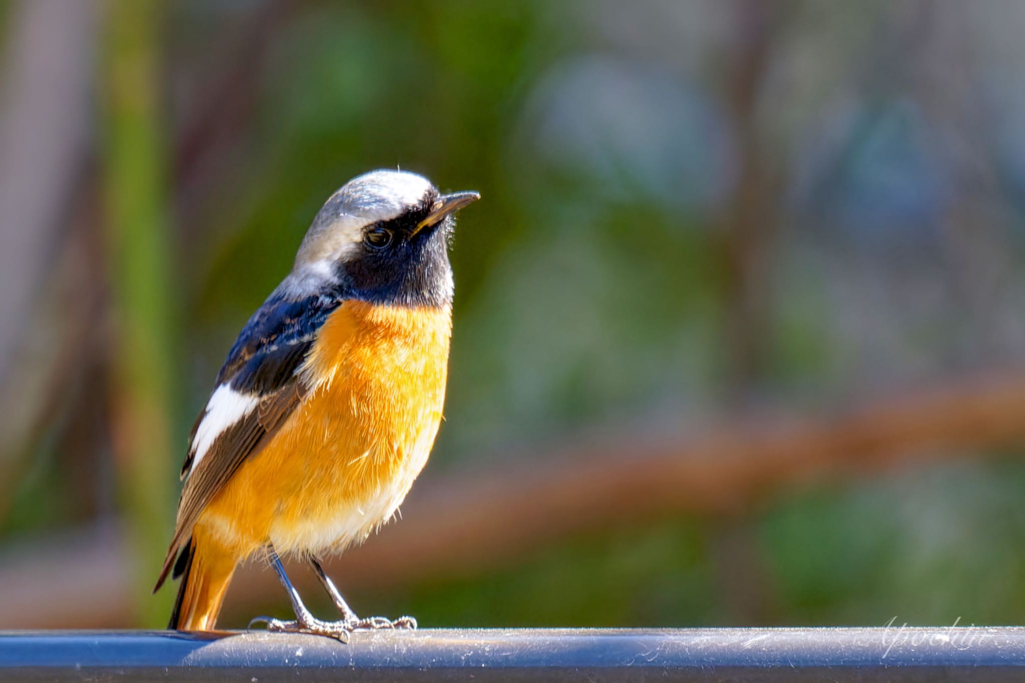 Daurian Redstart