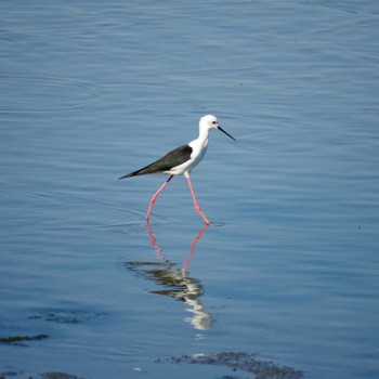 2021年7月10日(土) 東京港野鳥公園の野鳥観察記録